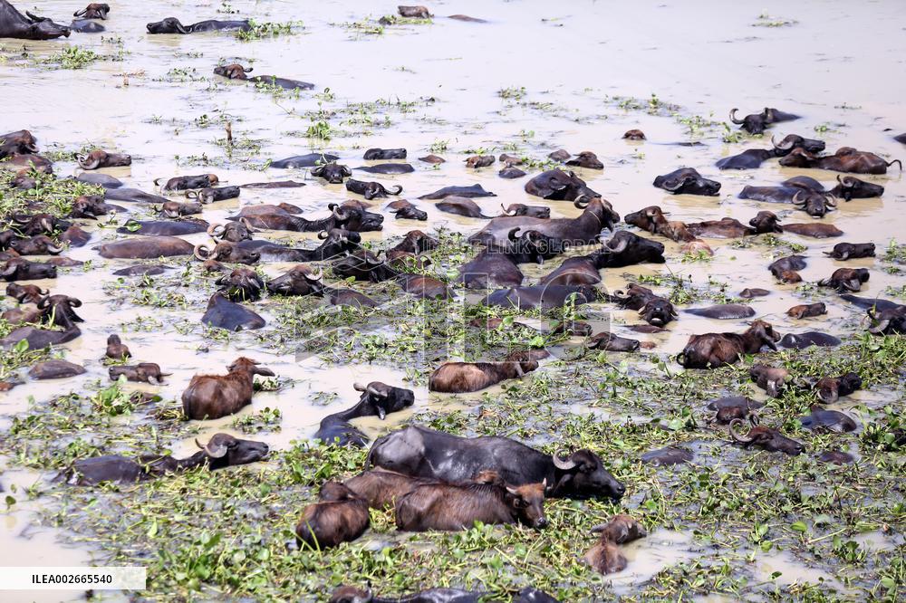 Buffalo Farm On Jamuna River In Bogra - Bangladesh
