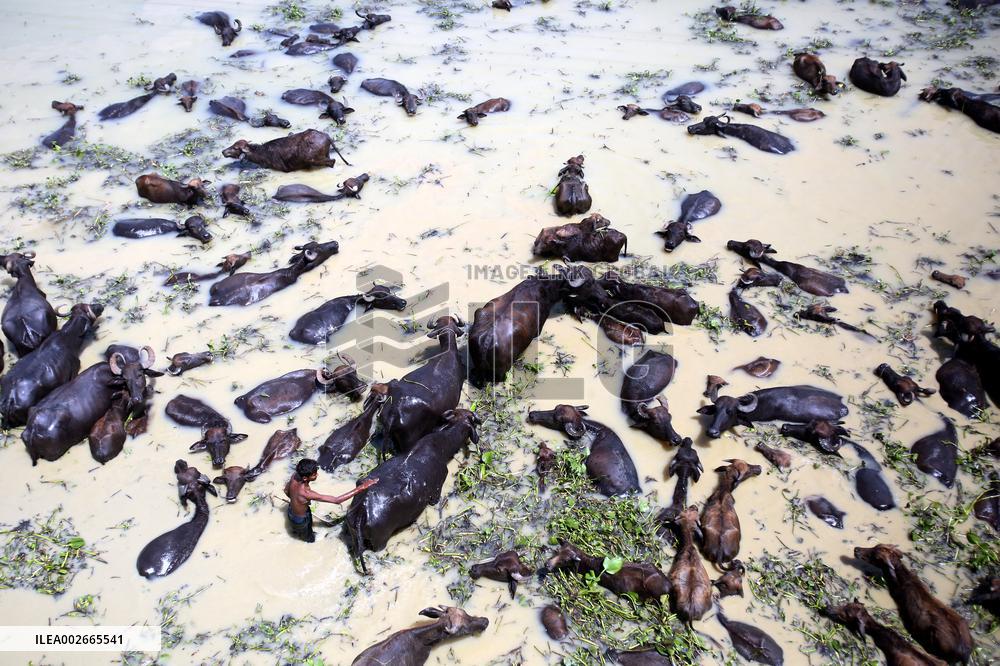 Buffalo Farm On Jamuna River In Bogra - Bangladesh