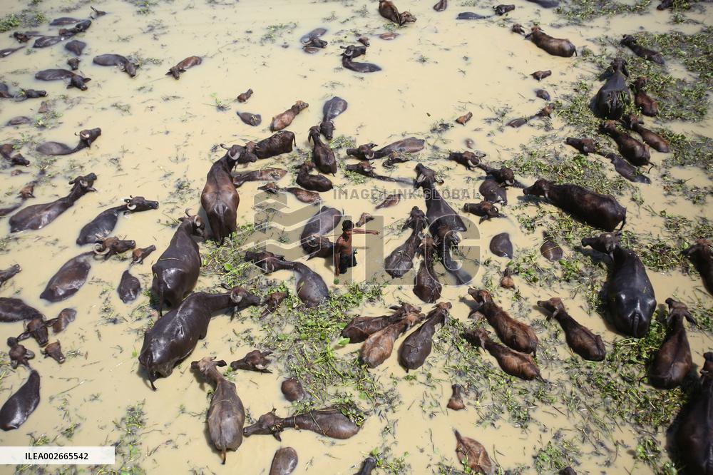 Buffalo Farm On Jamuna River In Bogra - Bangladesh