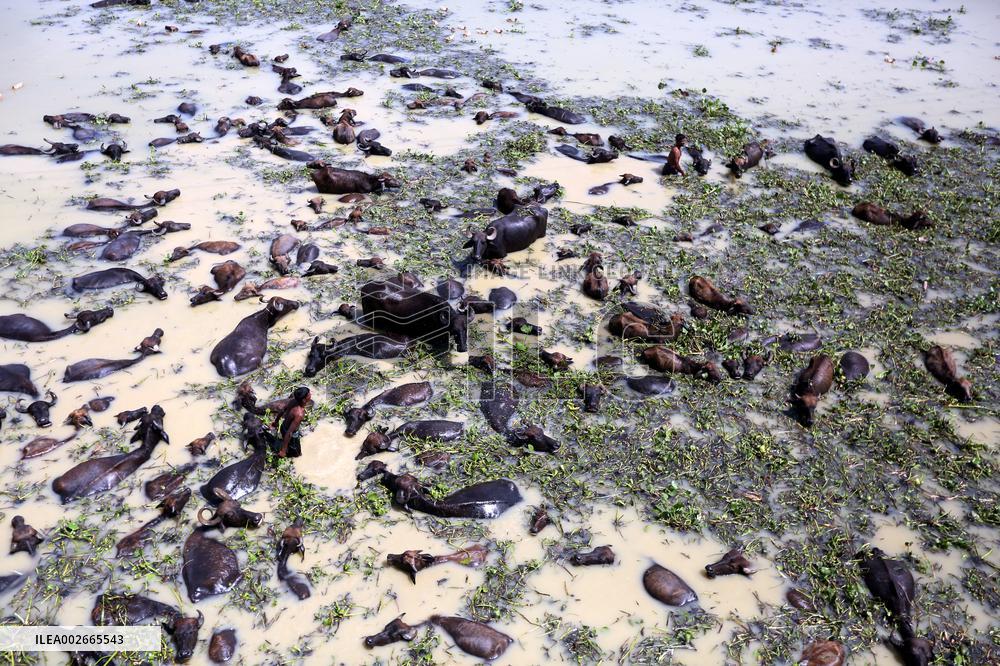 Buffalo Farm On Jamuna River In Bogra - Bangladesh
