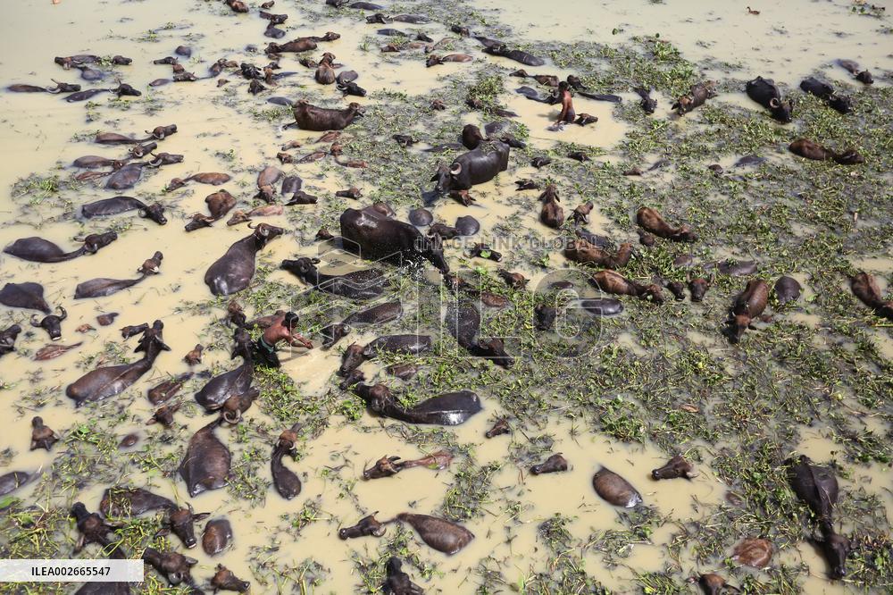 Buffalo Farm On Jamuna River In Bogra - Bangladesh