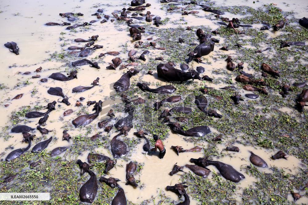 Buffalo Farm On Jamuna River In Bogra - Bangladesh