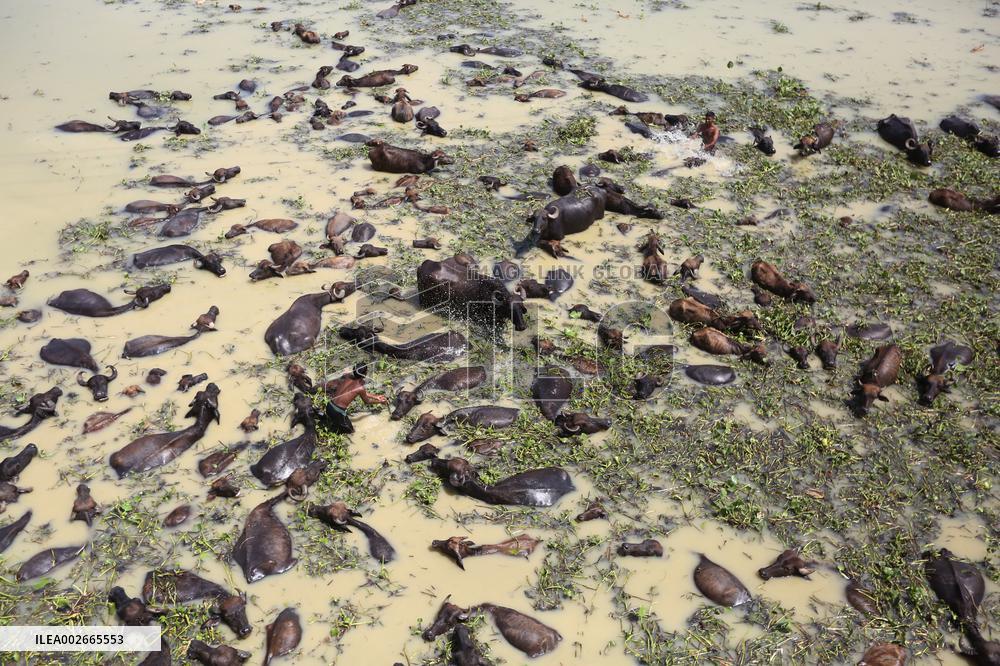 Buffalo Farm On Jamuna River In Bogra - Bangladesh