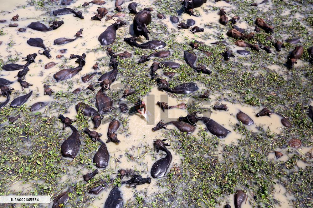 Buffalo Farm On Jamuna River In Bogra - Bangladesh