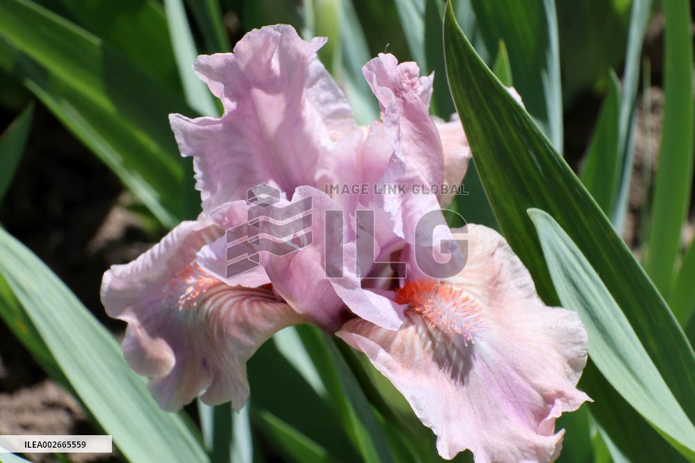 Irises in Kharkiv region