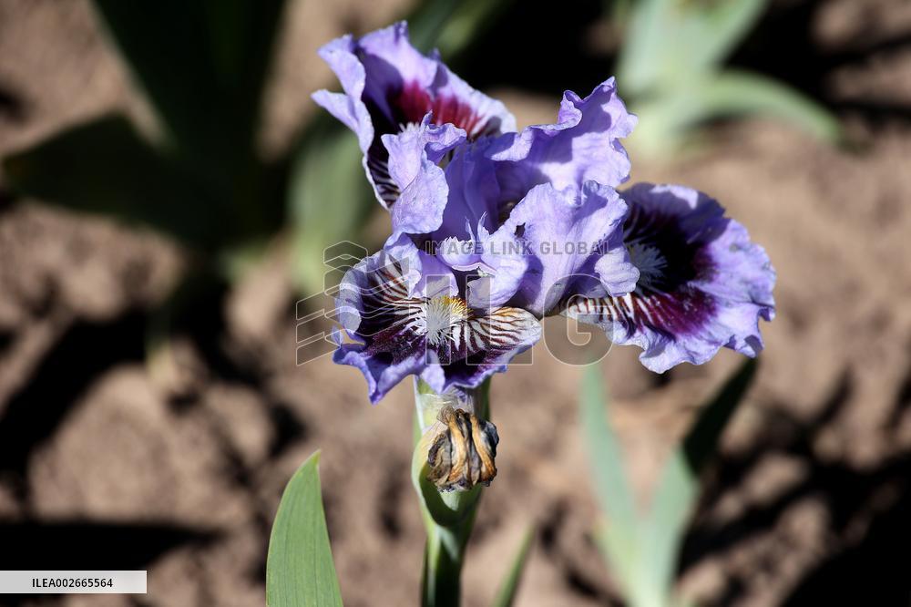 Irises in Kharkiv region