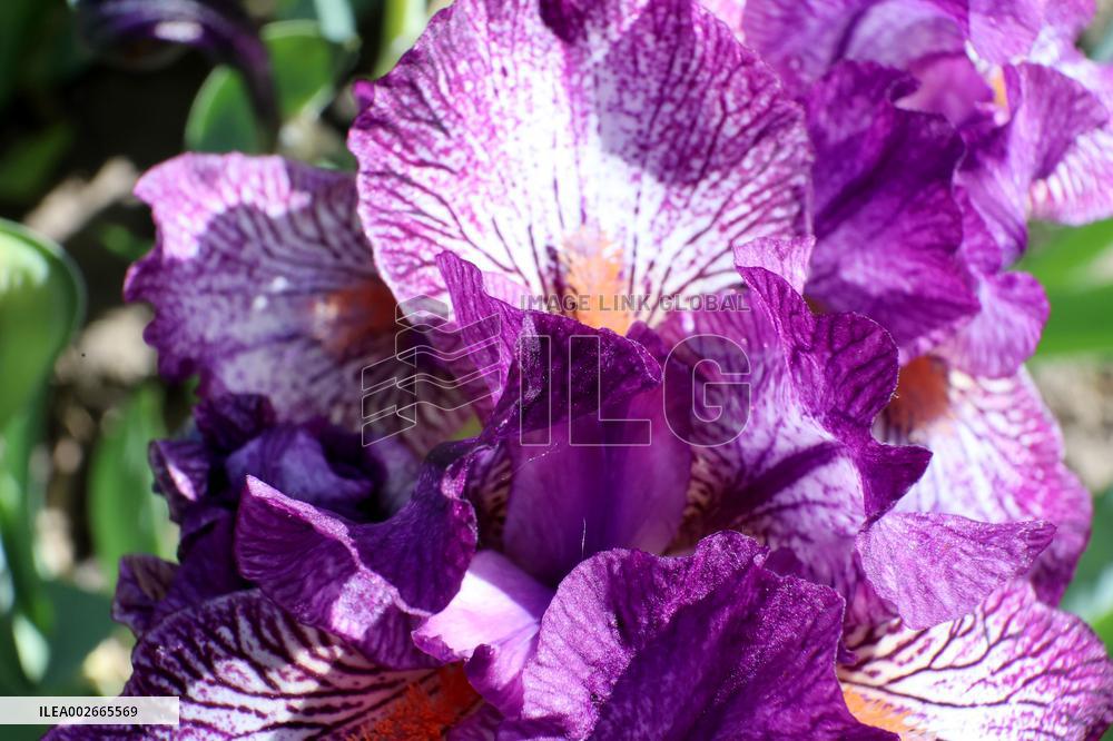 Irises in Kharkiv region