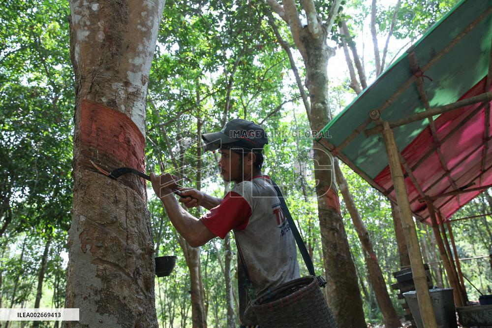 MYANMAR-YANGON-RUBBER-PLANTATION
