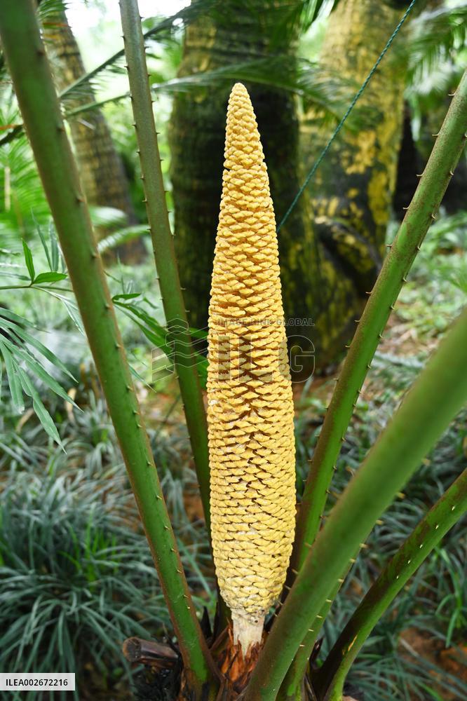 Thousand-year Cycad Blossoms in Nanning