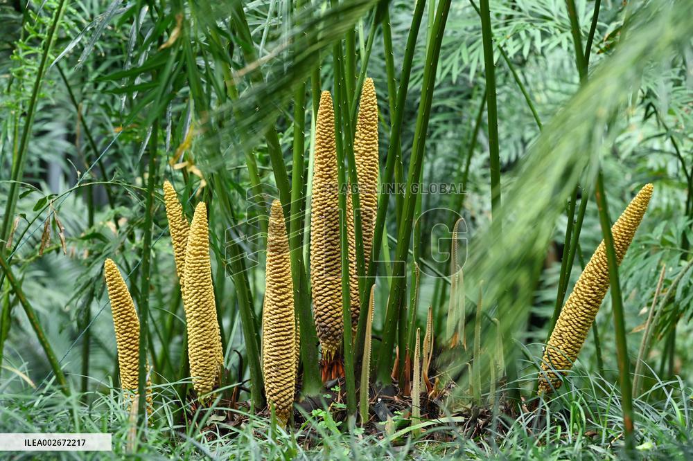 Thousand-year Cycad Blossoms in Nanning