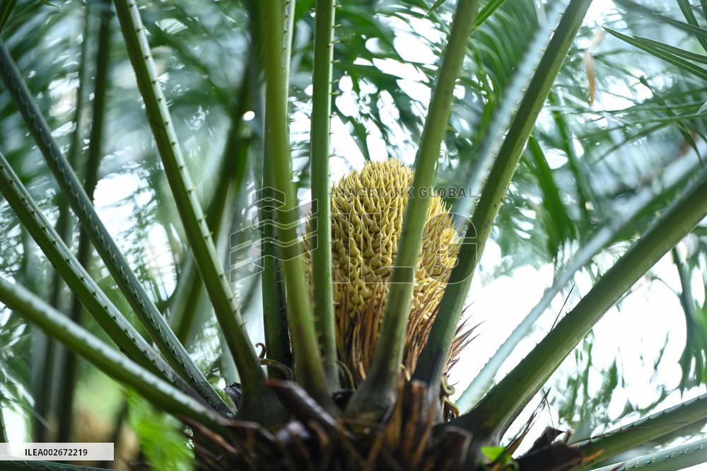 Thousand-year Cycad Blossoms in Nanning