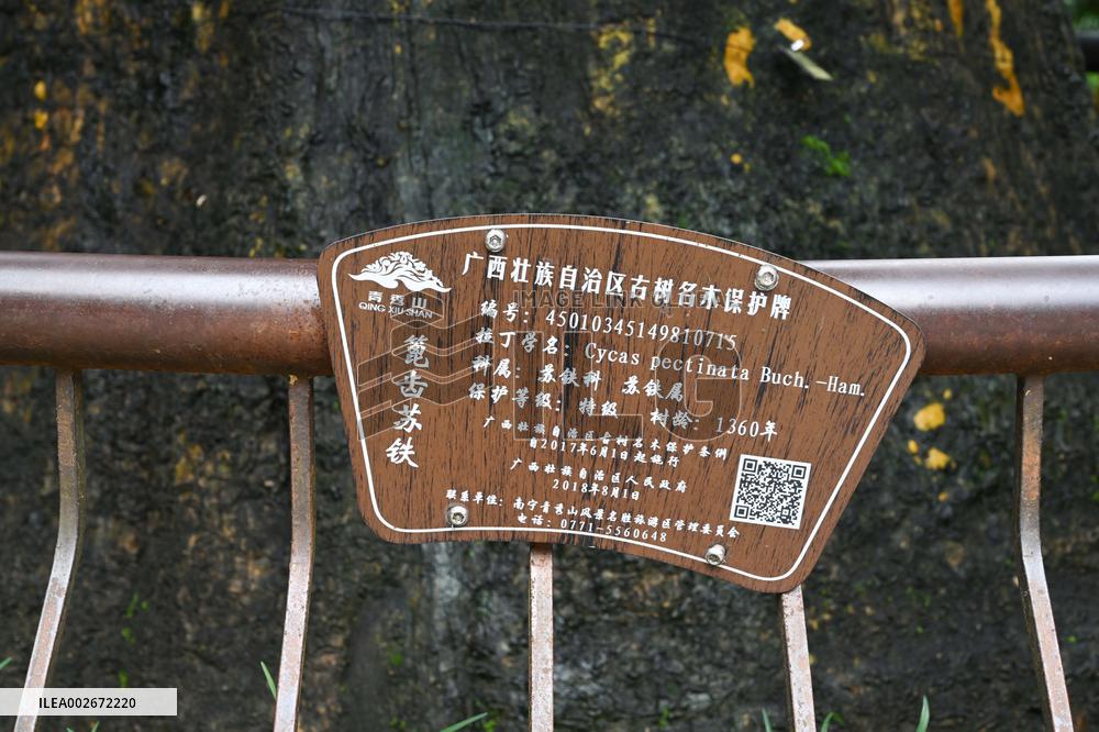 Thousand-year Cycad Blossoms in Nanning