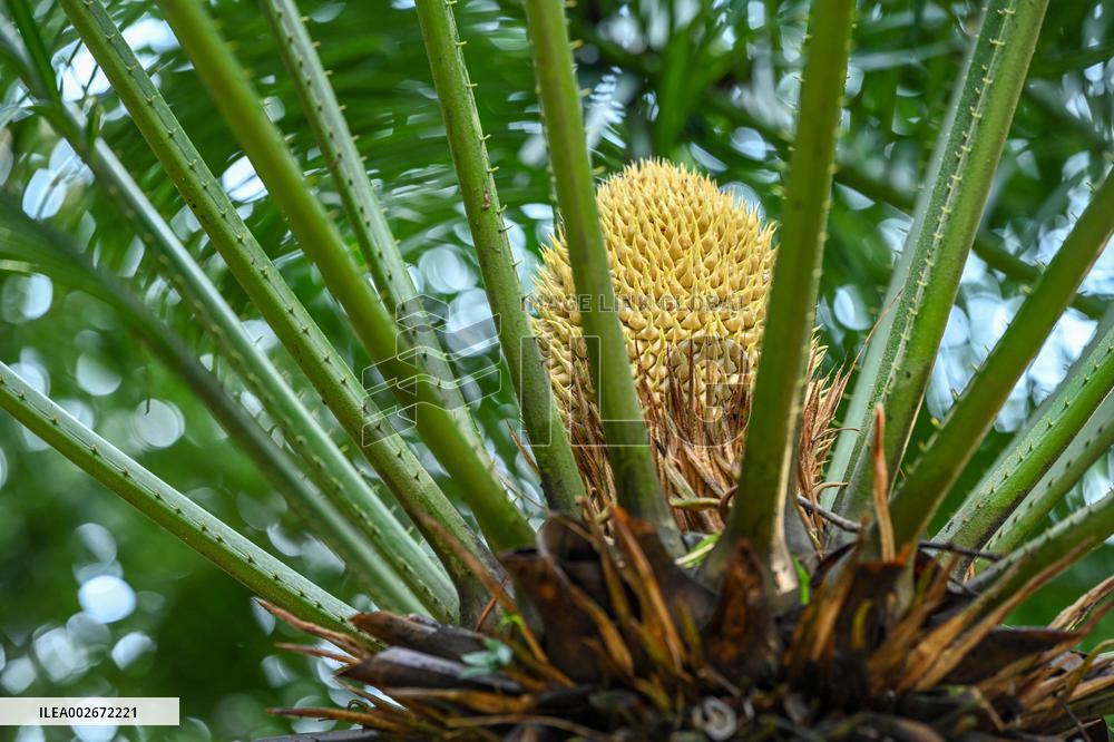 Thousand-year Cycad Blossoms in Nanning