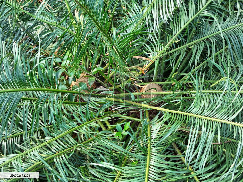 Thousand-year Cycad Blossoms in Nanning