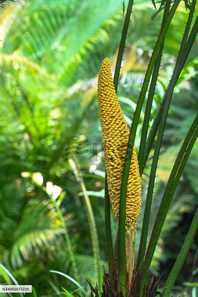 Thousand-year Cycad Blossoms in Nanning