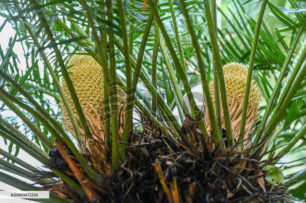 Thousand-year Cycad Blossoms in Nanning