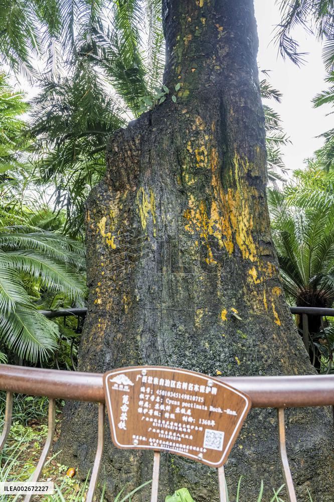 Thousand-year Cycad Blossoms in Nanning