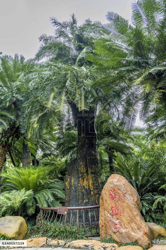 Thousand-year Cycad Blossoms in Nanning