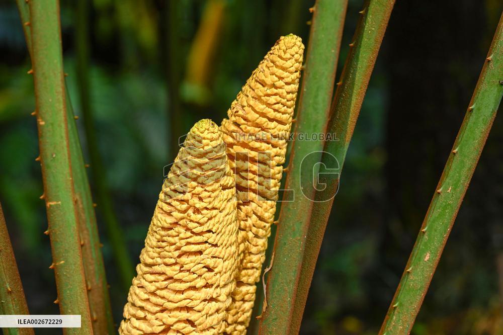Thousand-year Cycad Blossoms in Nanning