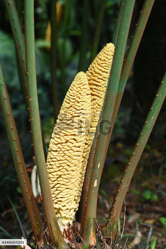 Thousand-year Cycad Blossoms in Nanning