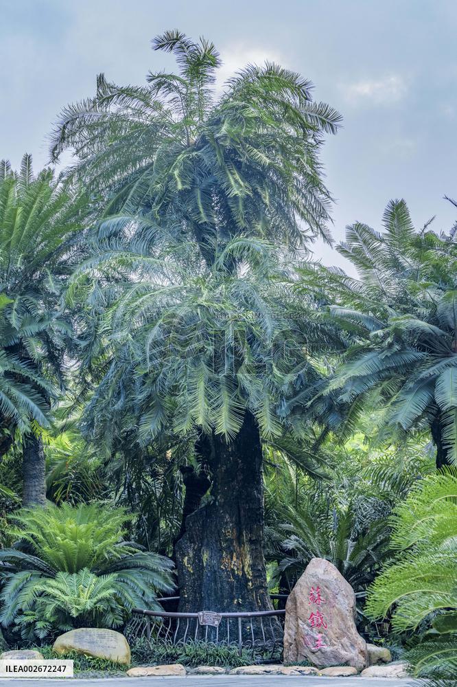 Thousand-year Cycad Blossoms in Nanning