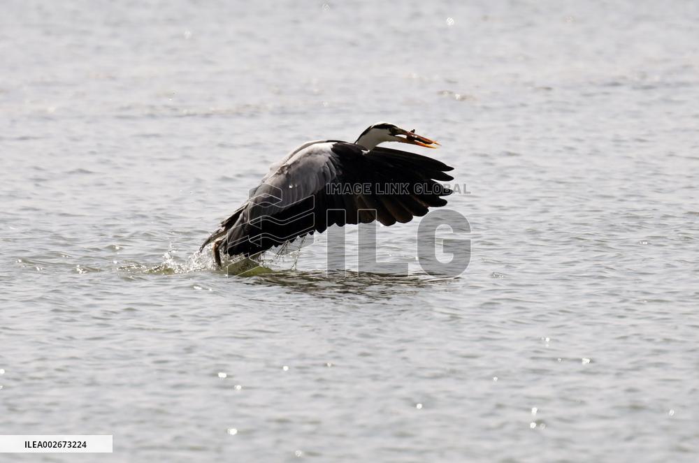 A Heron Fishes on A Lake in Shenyang