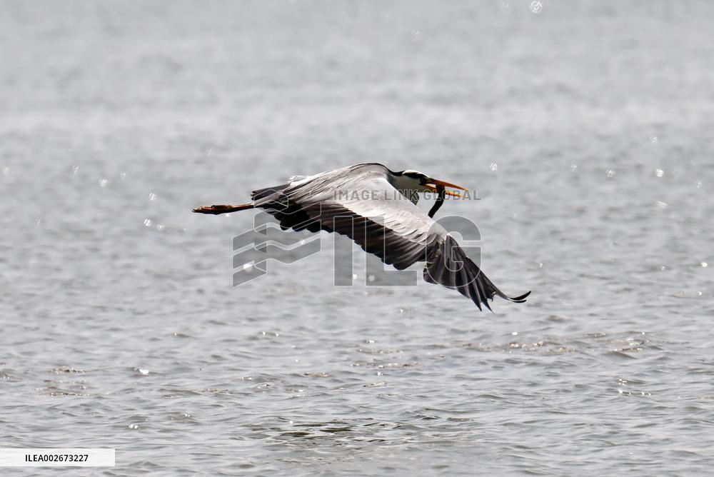 A Heron Fishes on A Lake in Shenyang