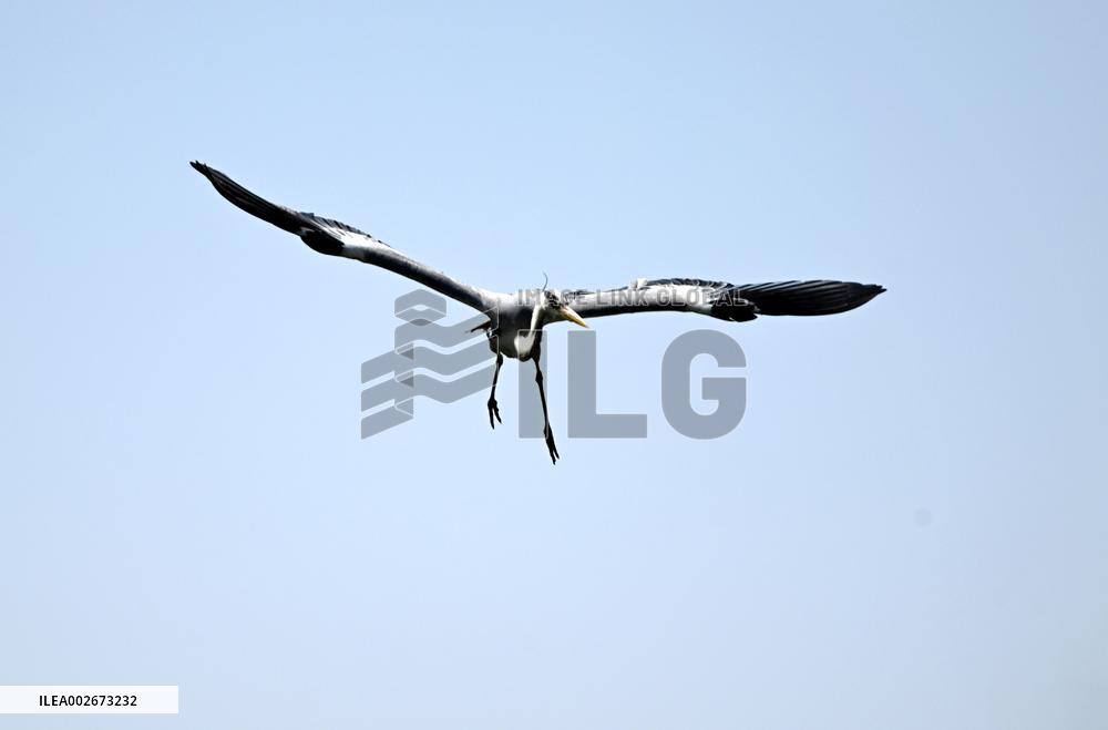 A Heron Fishes on A Lake in Shenyang
