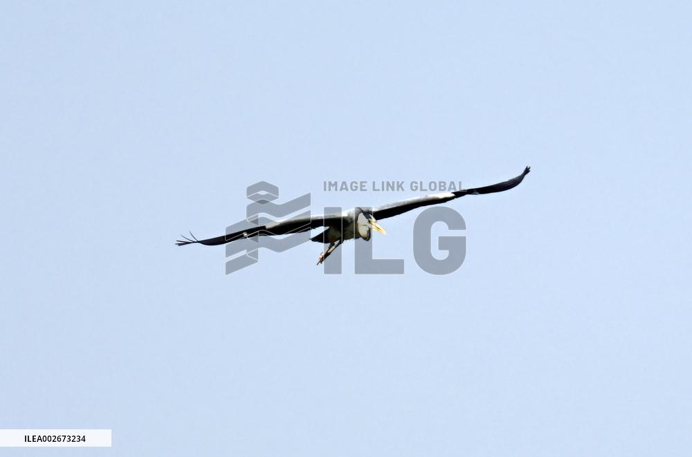 A Heron Fishes on A Lake in Shenyang