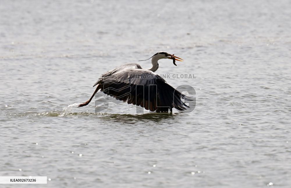 A Heron Fishes on A Lake in Shenyang