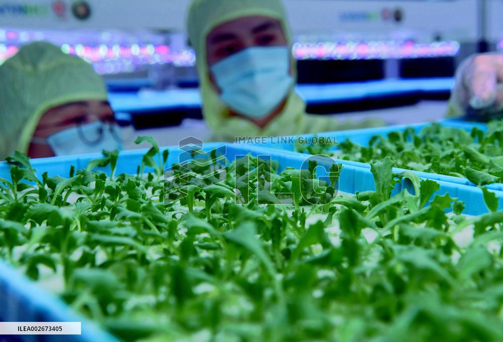 CHINA-FUJIAN-QUANZHOU-SANANBIO-PLANT FACTORY (CN)