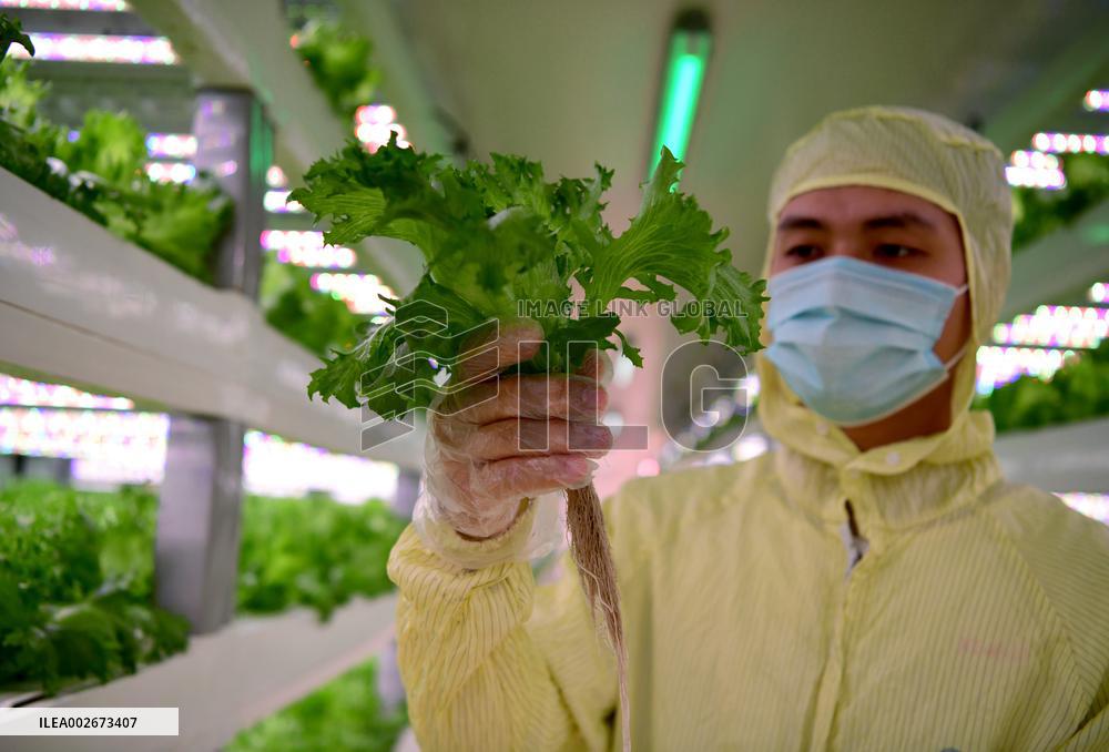 CHINA-FUJIAN-QUANZHOU-SANANBIO-PLANT FACTORY (CN)