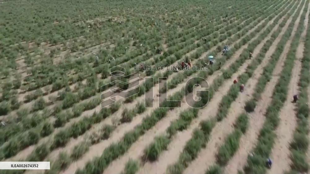 Sci-tech innovation boosts value of Ningxia's goji berries