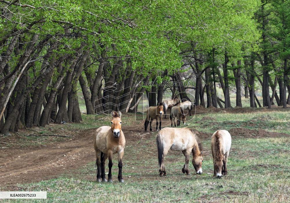 Daqingshan National Nature Reserve in Hohhot