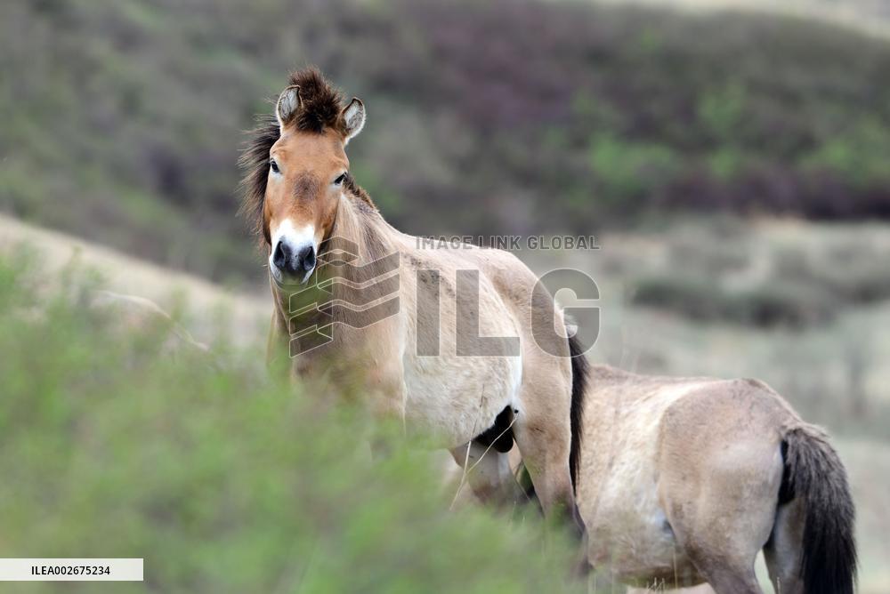 Daqingshan National Nature Reserve in Hohhot