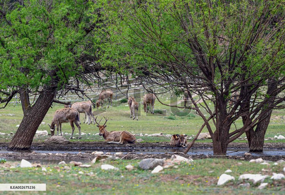 Daqingshan National Nature Reserve in Hohhot
