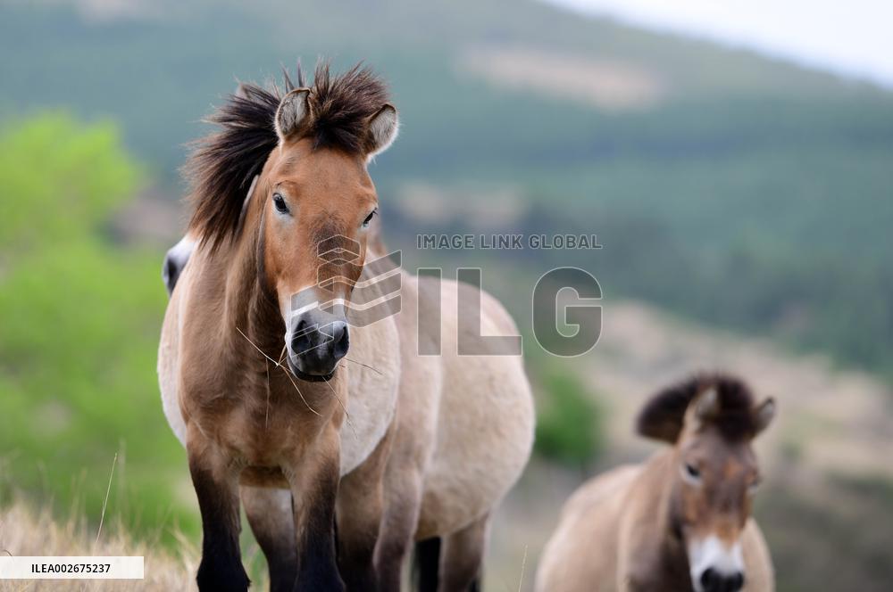 Daqingshan National Nature Reserve in Hohhot