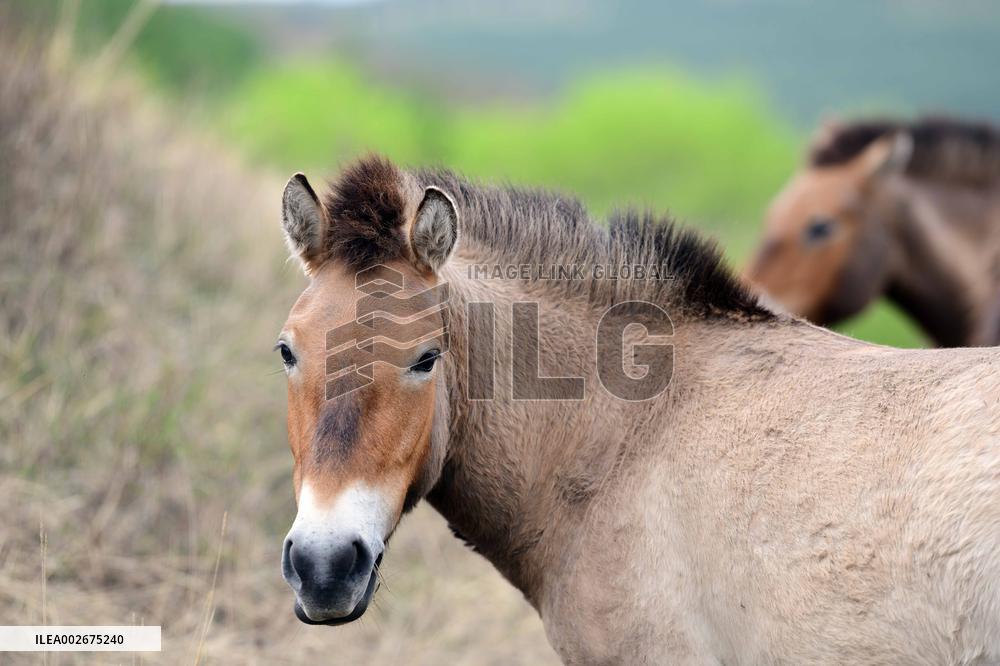 Daqingshan National Nature Reserve in Hohhot