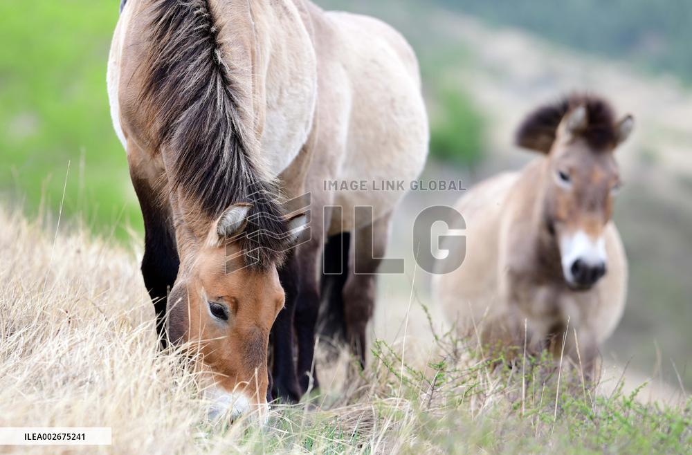 Daqingshan National Nature Reserve in Hohhot