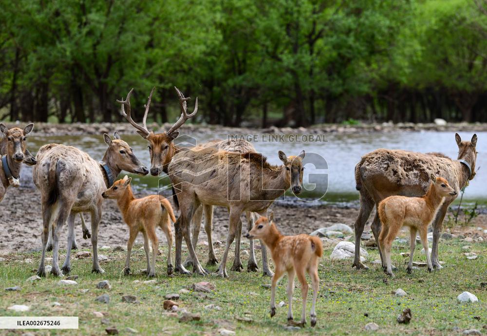 Daqingshan National Nature Reserve in Hohhot