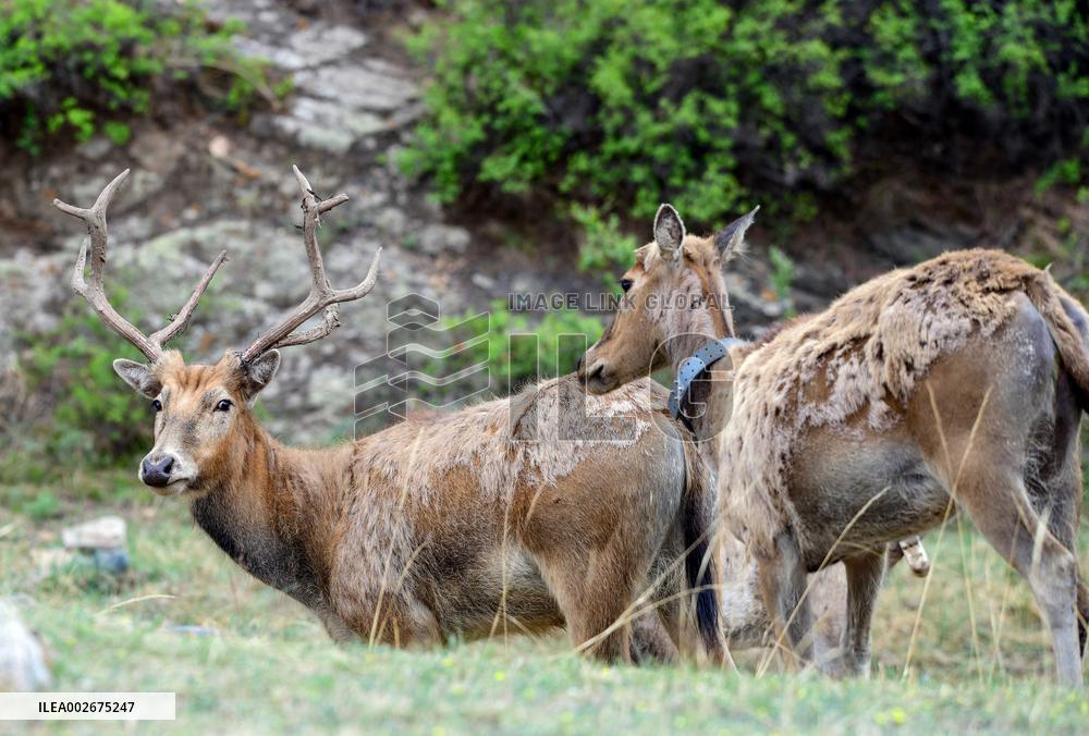 Daqingshan National Nature Reserve in Hohhot