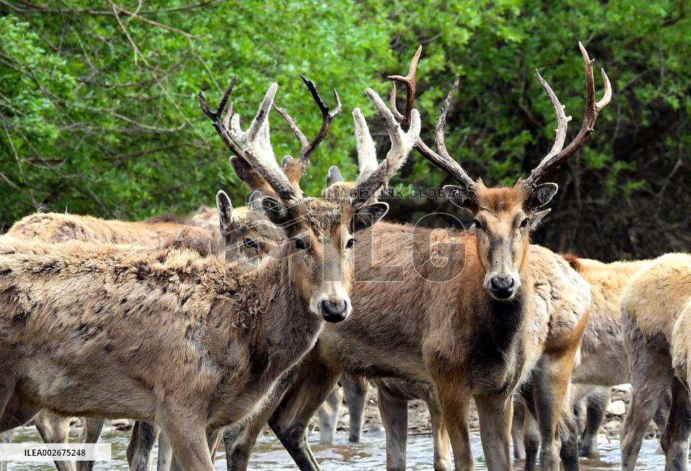 Daqingshan National Nature Reserve in Hohhot