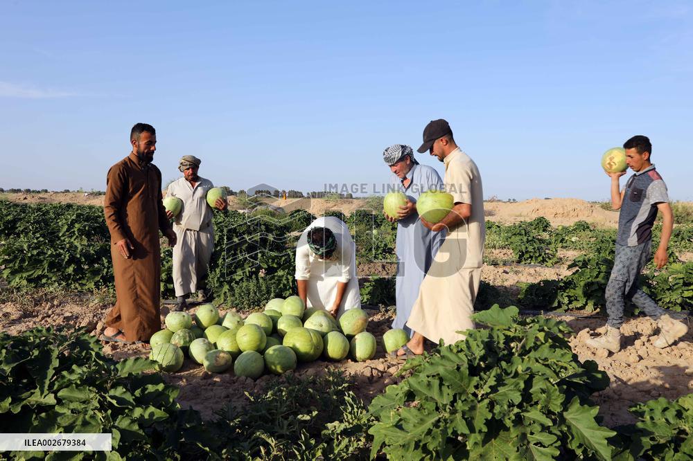 IRAQ-BAGHDAD-WATERMELON-HARVEST