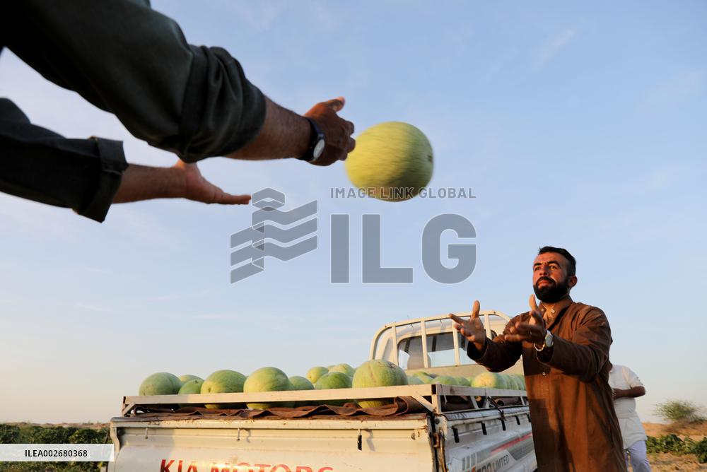 IRAQ-BAGHDAD-WATERMELON-HARVEST