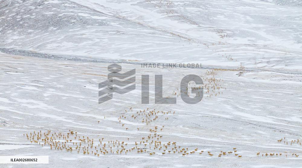 (InXizang)CHINA-XIZANG-PREGNANT TIBETAN ANTELOPES-MIGRATION (CN)