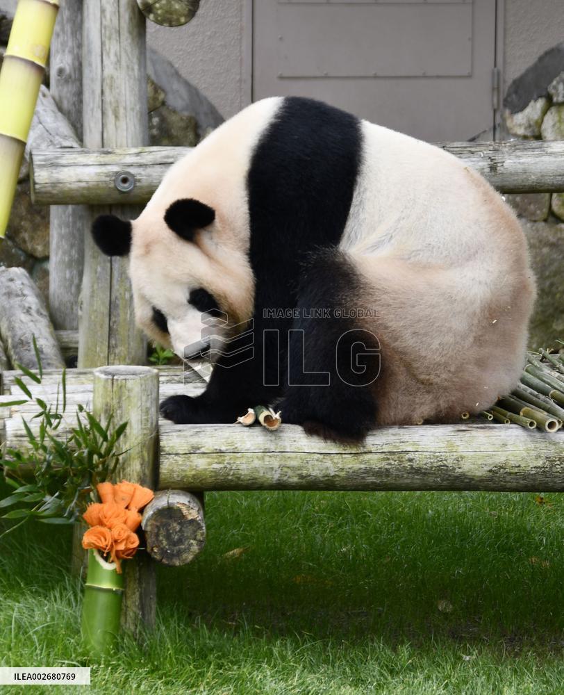 Giant panda Rauhin on Mother's Day