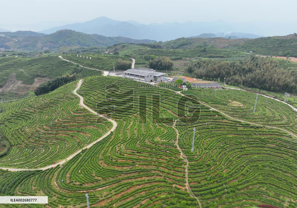 (FujianPano) CHINA-FUJIAN-TEA INDUSTRY (CN)