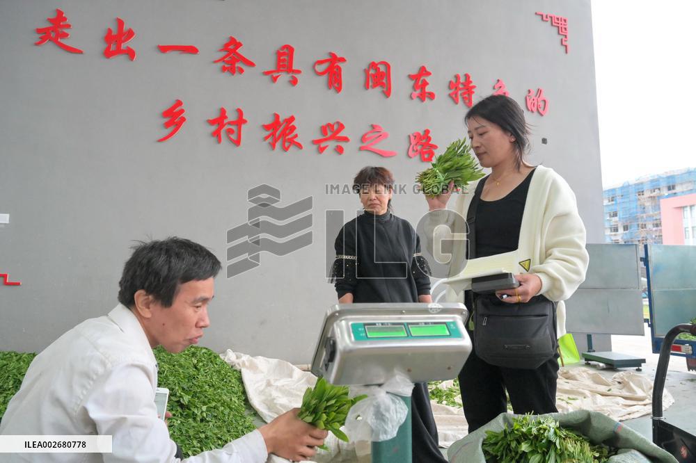 (FujianPano) CHINA-FUJIAN-TEA INDUSTRY (CN)