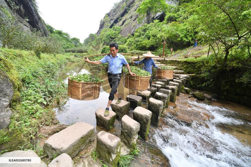 (FujianPano) CHINA-FUJIAN-TEA INDUSTRY (CN)