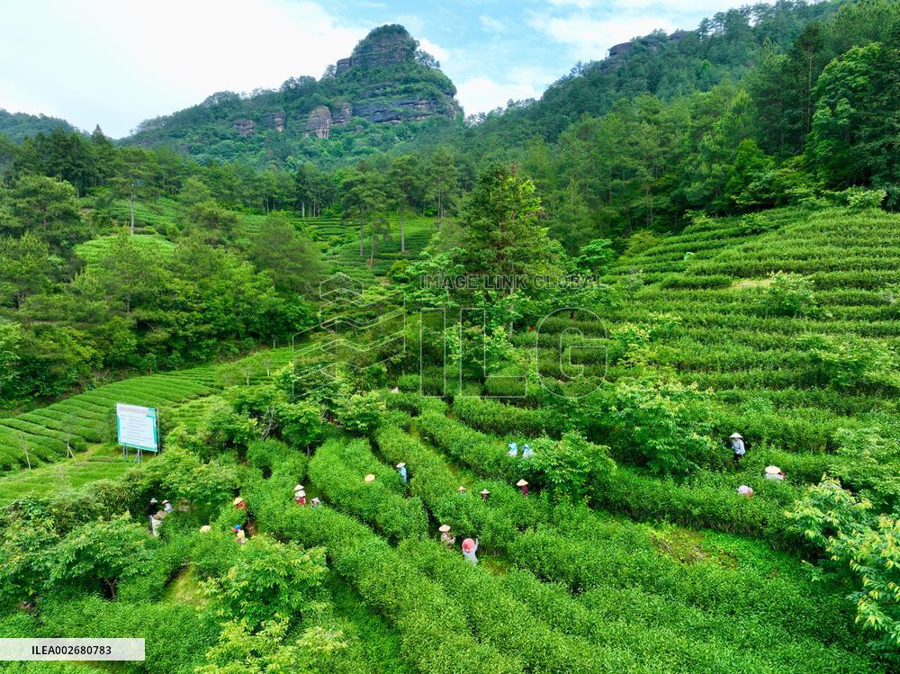(FujianPano) CHINA-FUJIAN-TEA INDUSTRY (CN)